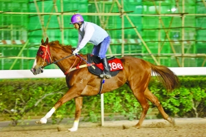 澳門特馬今晚開獎第116期，期待與驚喜的交融時刻，澳門特馬第116期開獎，期待與驚喜的交匯時刻